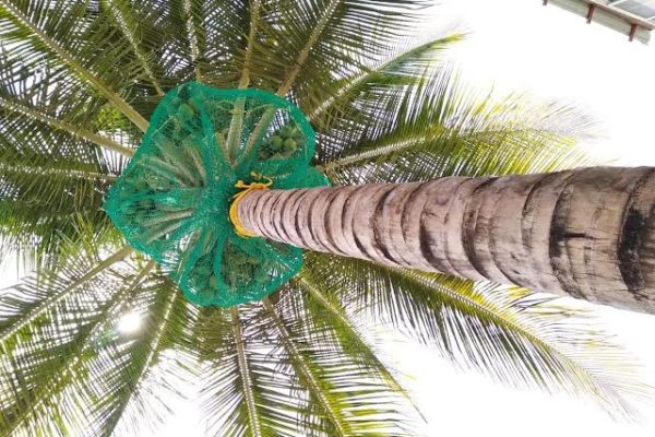 Coconut Tree Nets Installation Price Bangalore, Call 6362616292 for Free Quote
